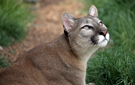 3 formas en la que los bosques pueden contribuir a una recuperaci&oacute;n sostenible