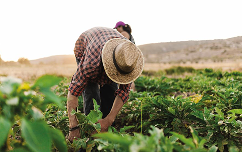 Cinco medidas de adaptaci&oacute;n para reducir la vulnerabilidad al cambio clim&aacute;tico del sector agr&iacute;cola en Am&eacute;rica Latina y el Caribe