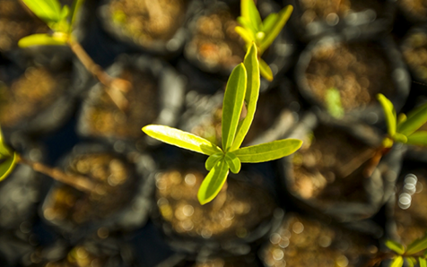 &iquest;Qu&eacute; pueden conseguir los precios del carbono en Am&eacute;rica Latina y el Caribe?